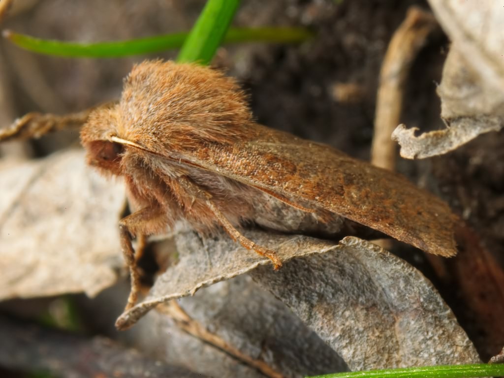 Conistra vaccinii (Linnaeus, 1761)